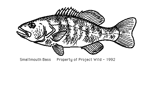 Bass Fish Clipart Black And White Smallmouth Bass