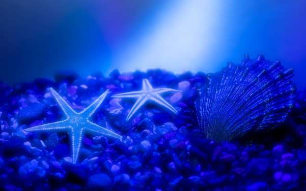 Condensation Clipart 38  Blue Stars Shells Starfish