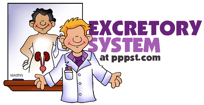 Free Presentations In Powerpoint Format For Human Excretory System Pk