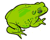 Frog   Toad Clipart