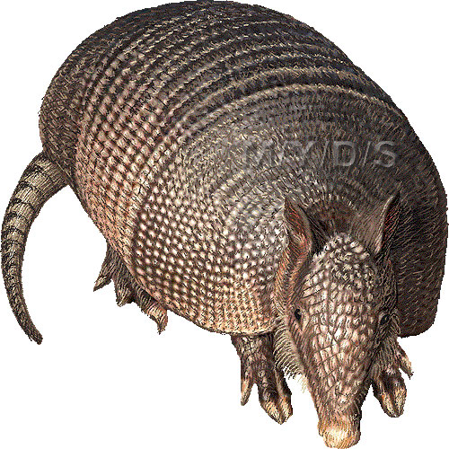 Nine Banded Long Nosed Armadillo Clipart Graphics  Free Clip Art