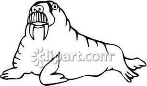 Black And White Big Walrus   Royalty Free Clipart Picture