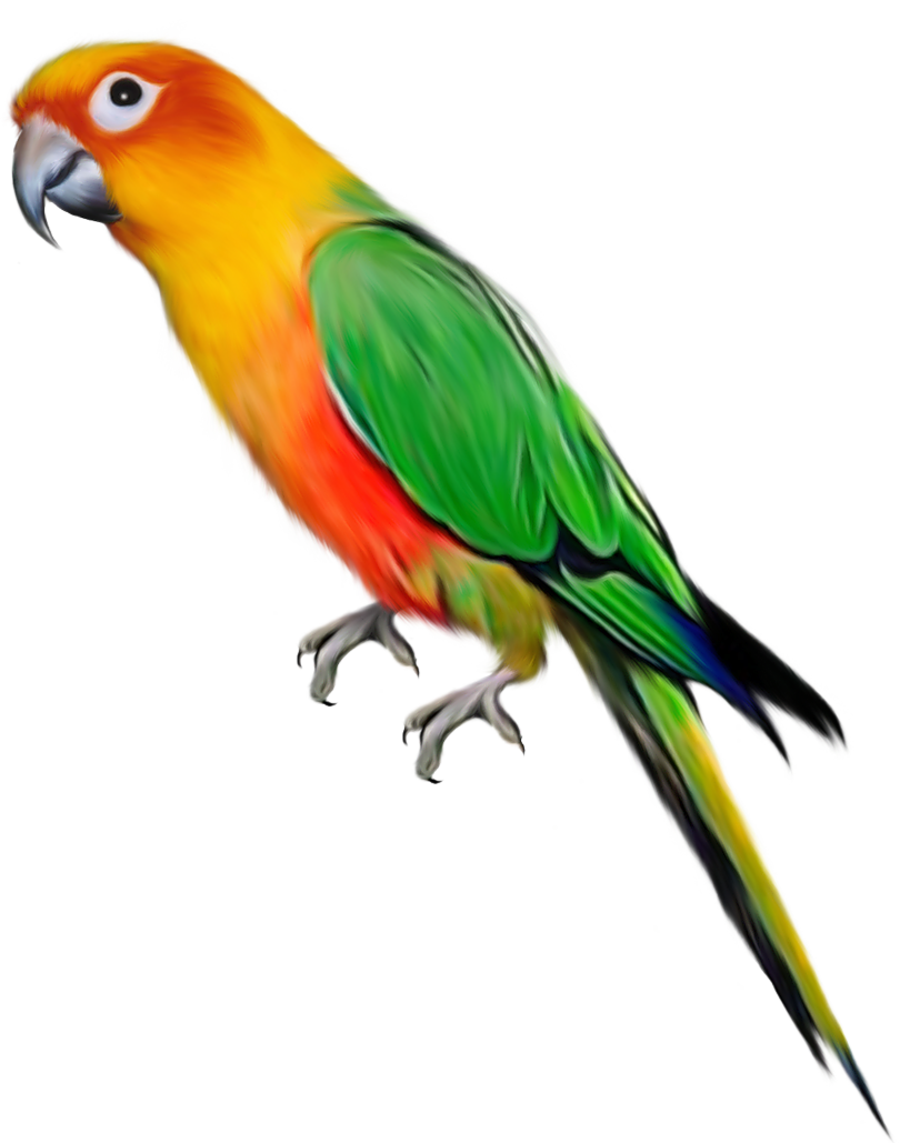 Download Png Image  Parrot Png Images Free Download