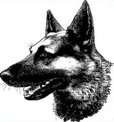 German Shepherd Dog Is Also Called The Alsatian Or Alsatian Wolf Dog