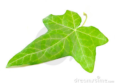 Ivy Leaf Royalty Free Stock Photography   Image  19765487