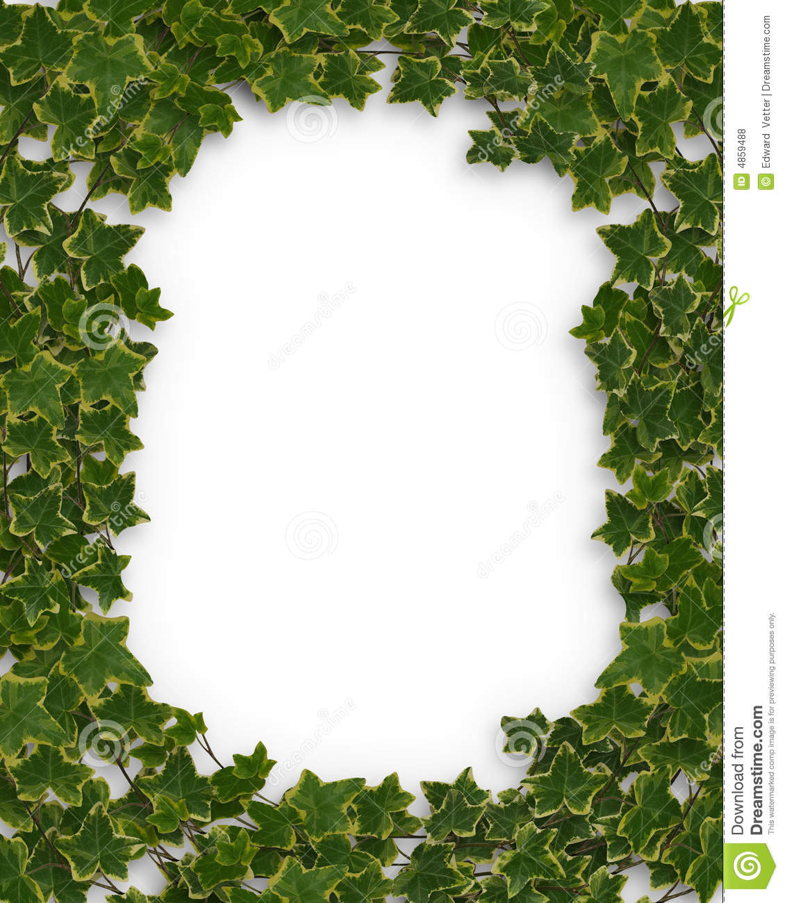Ivy Leaves Image Composition For Background Greeting Card Border