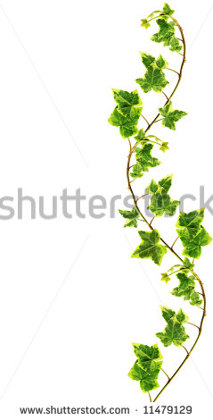 Made Of Green Ivy Isolated