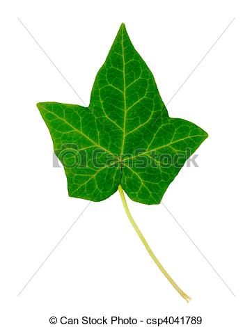 Stock Photo   English Ivy Leaf