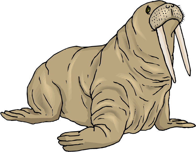 Walrus Clipart Black And White   Clipart Panda   Free Clipart Images