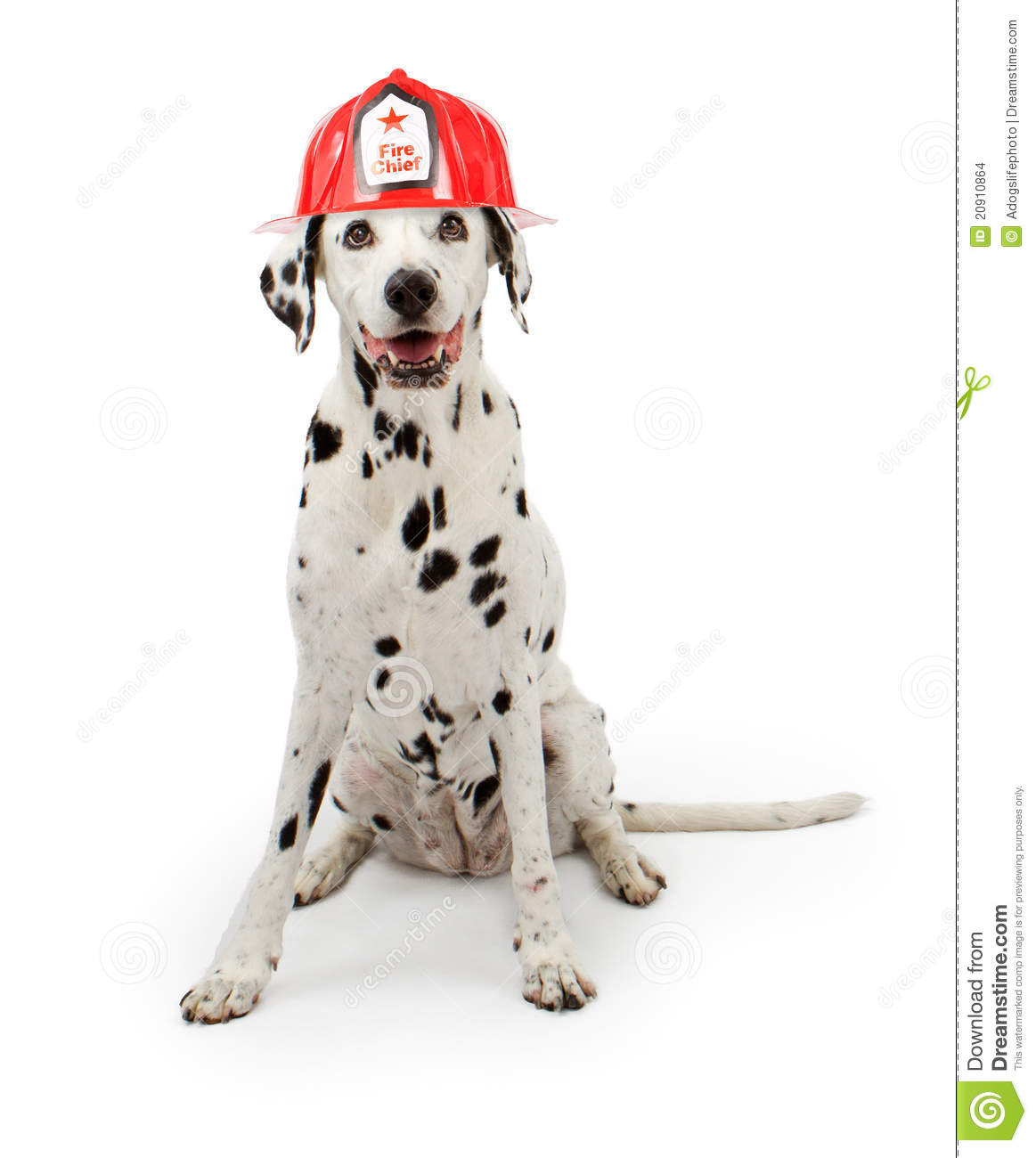 Dalmatian Fire Dog Clipart Black And White Images   Pictures   Becuo