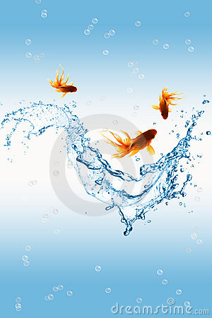 Gold Fish And Water Splash Stock Photography   Image  19115872