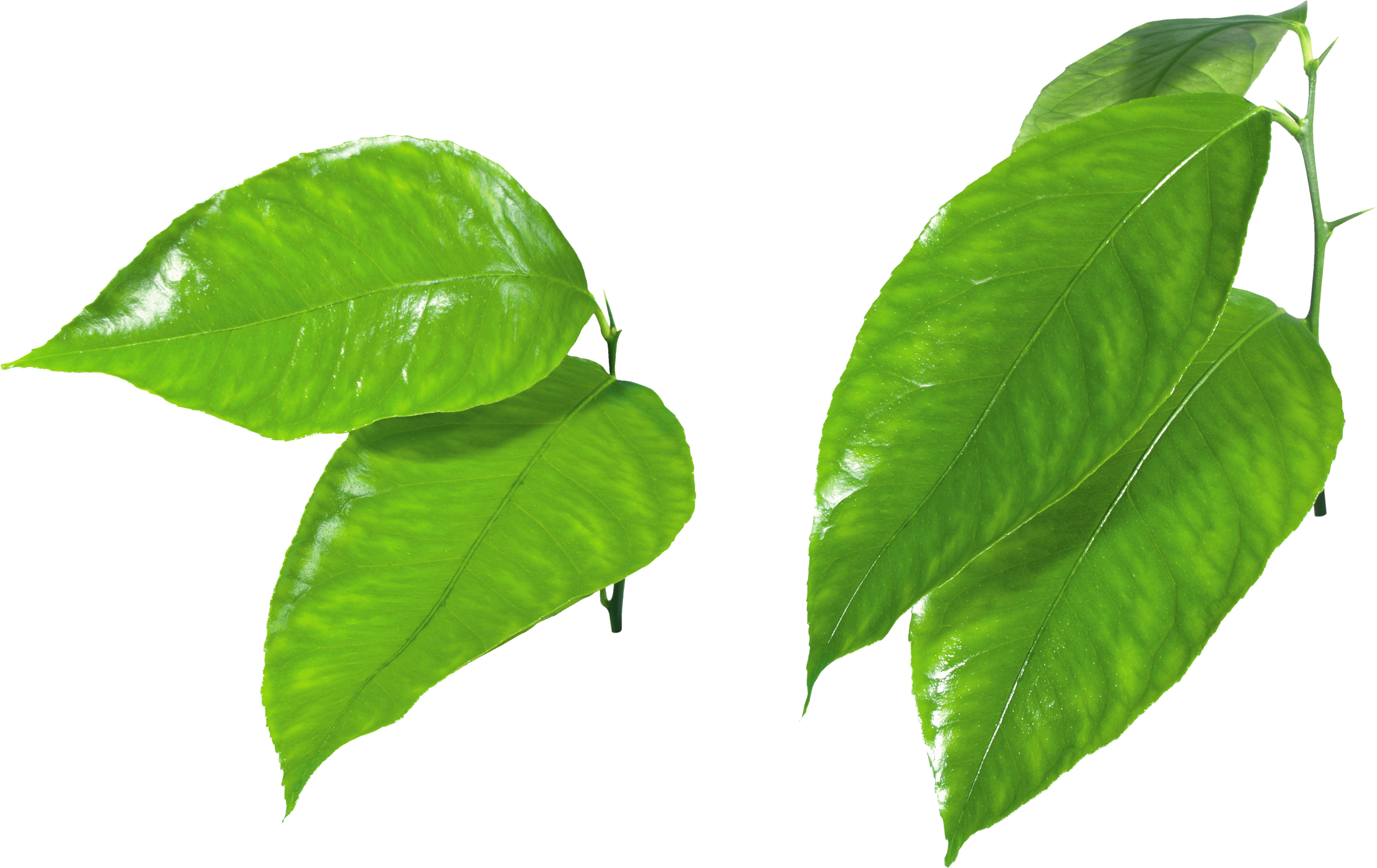 Green Leaves Images Green Leaves Png3627 Png