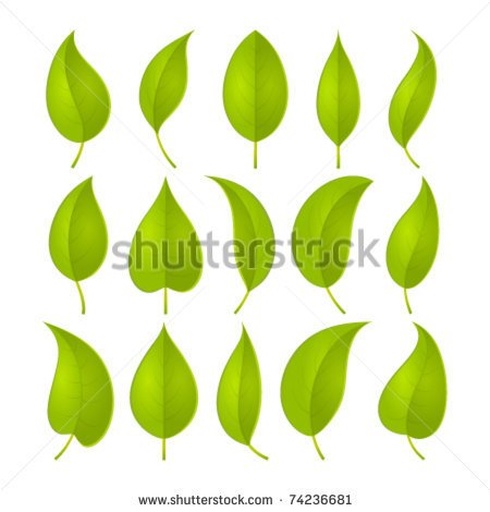 Green Leaves Set  Vector Illustration Eps 10    Stock Vector