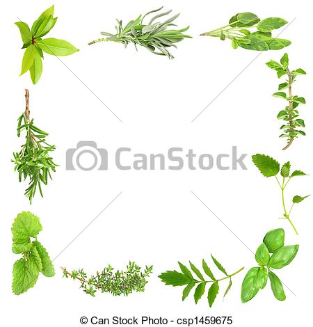Herb Leaf Frame Of Bay Leaves Lavender Sage Valerian  Vallium