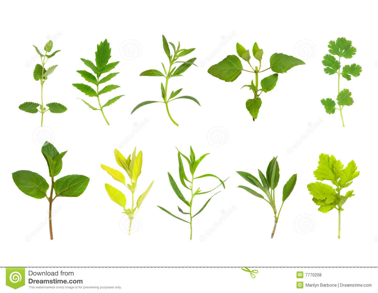 Herb Leaf Selection Of Chocolate Spearmint Golden Marjoram Tarragon
