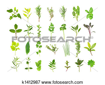 Large Herb Leaf Selection  Fotosearch   Search Eps Clipart