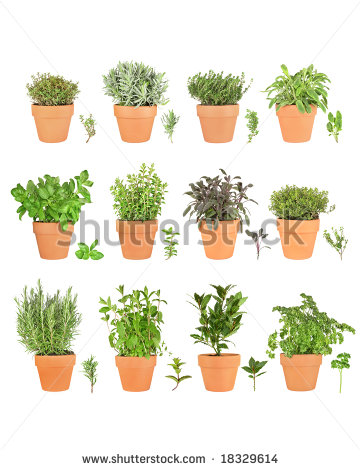 Large Herb Plant Selection Growing In Terracotta Pots With Leaf Sprigs