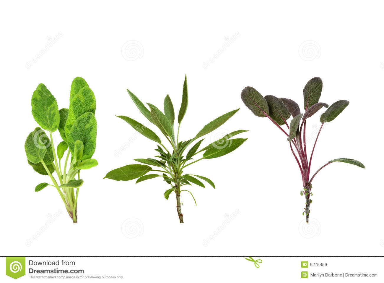 Sage Herb Leaf Variety Royalty Free Stock Images   Image  9275459
