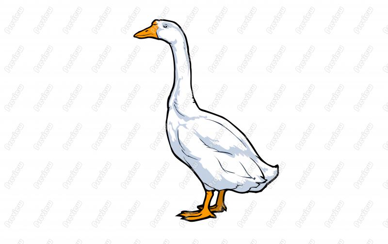 Snow Goose Character Clip Art   Royalty Free Clipart   Vector Cartoon