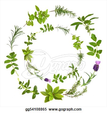 Stock Illustration Medicinal And Culinary Herbs In A Circular Design