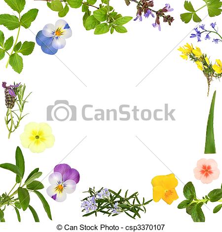 Stock Photo   Flower And Herb Leaf Abstract   Stock Image Images