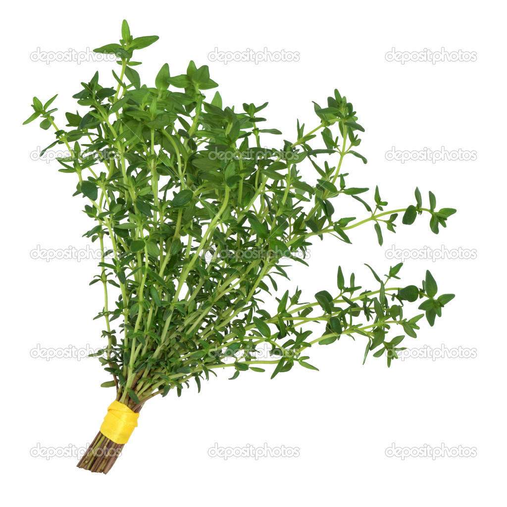 Thyme Herb Leaf Posy   Stock Photo   Marilyna  3518076