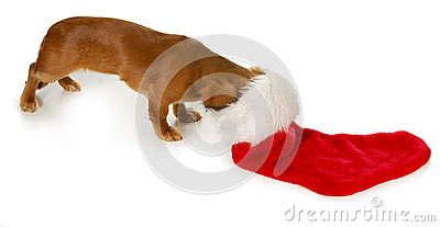 Christmas Dog   Miniature Dachshund With Head Inside Stocking On White
