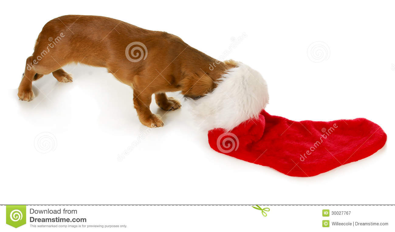 Christmas Dog   Miniature Dachshund With Head Inside Stocking On White