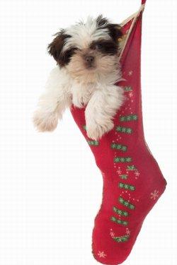 Christmas Puppy Stockings