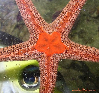 Information Starfish Image Search Results