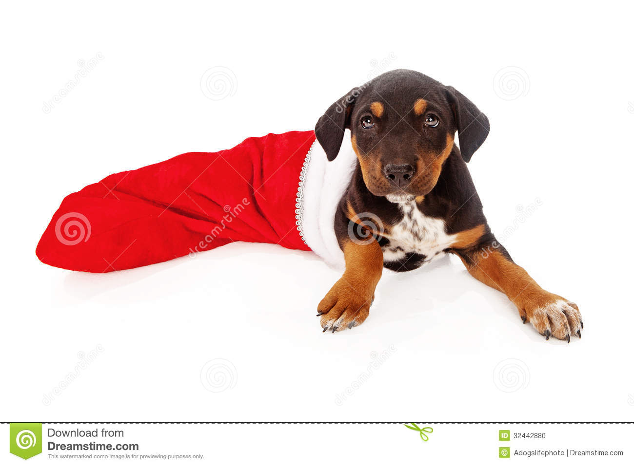 Mixed Breed Rottweiler Puppy Laying Inside A Red Christmas Stocking 