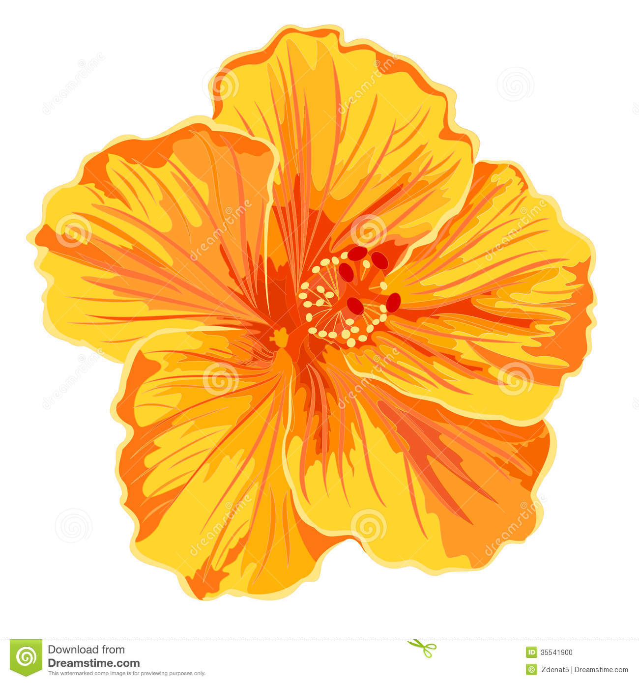 Orange Hibiscus Clipart Orange Hibiscus Simple Stock