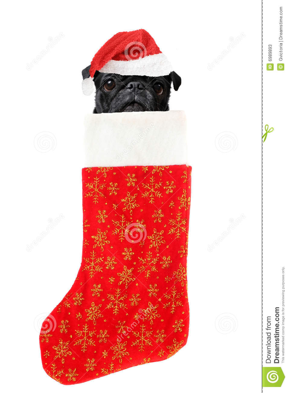 Pug With Santa Claus Hat Inside Festive Christmas Stocking With Gold