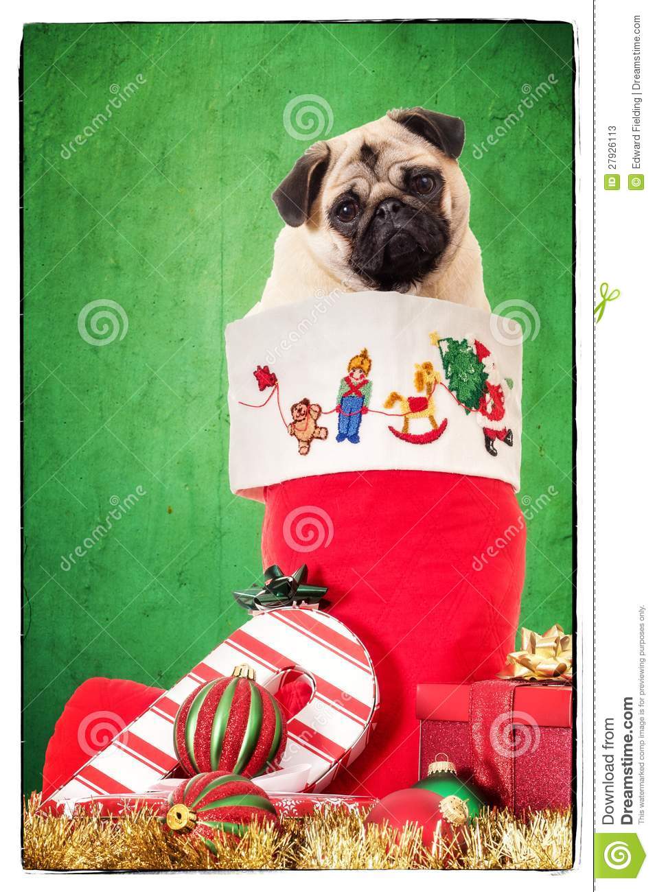 Puppy In Christmas Stocking Stock Photos   Image  27926113