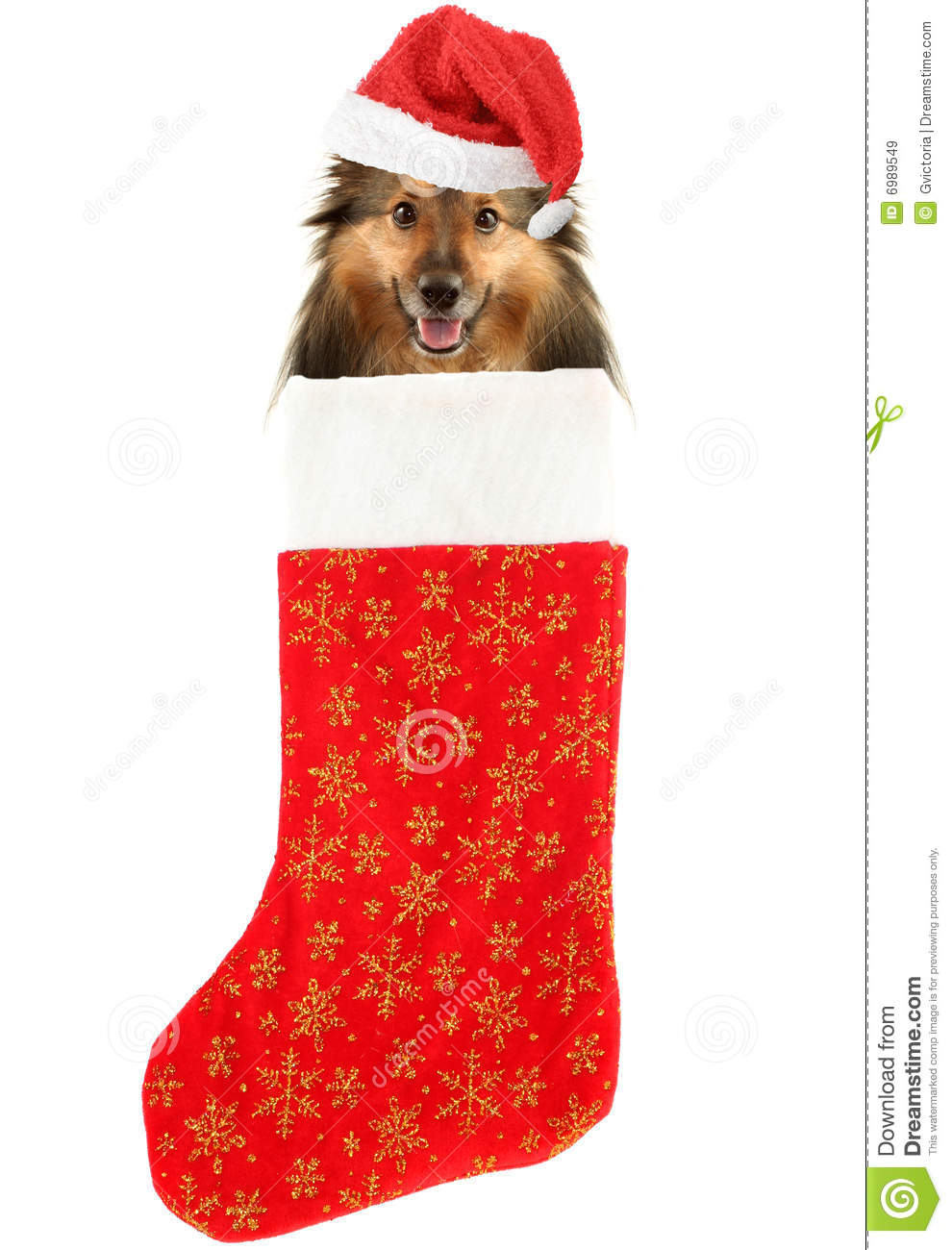 Sheltie With Santa Claus Hat Inside Festive Christmas Stocking With