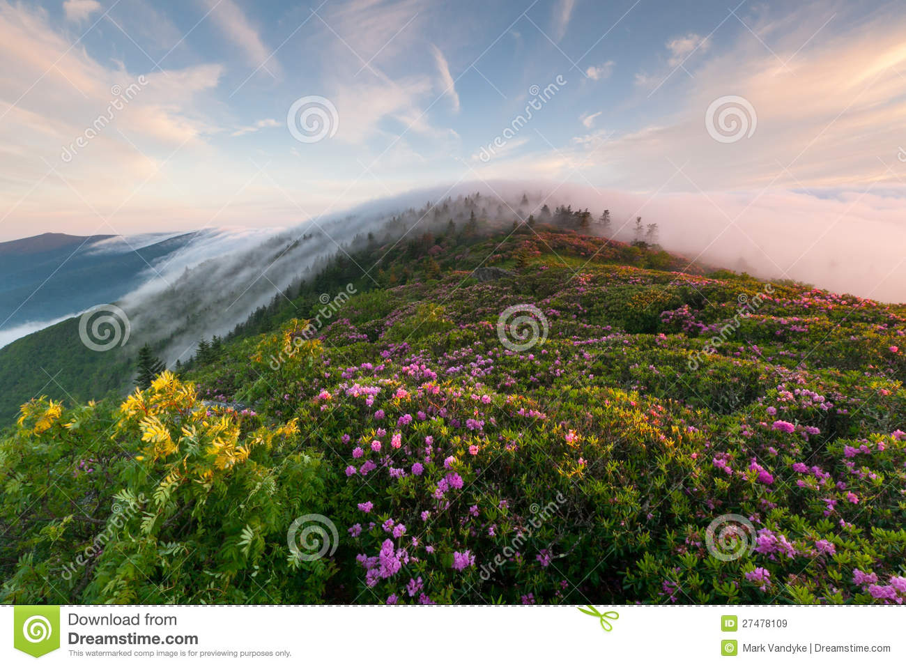 Stock Images  Appalachian Blue Ridge Mountains Bloom  Image  27478109