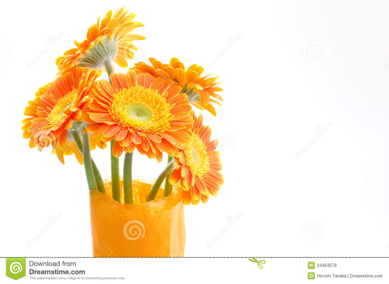 African Daisy Bouquet Royalty Free Stock Images   Image  24453579