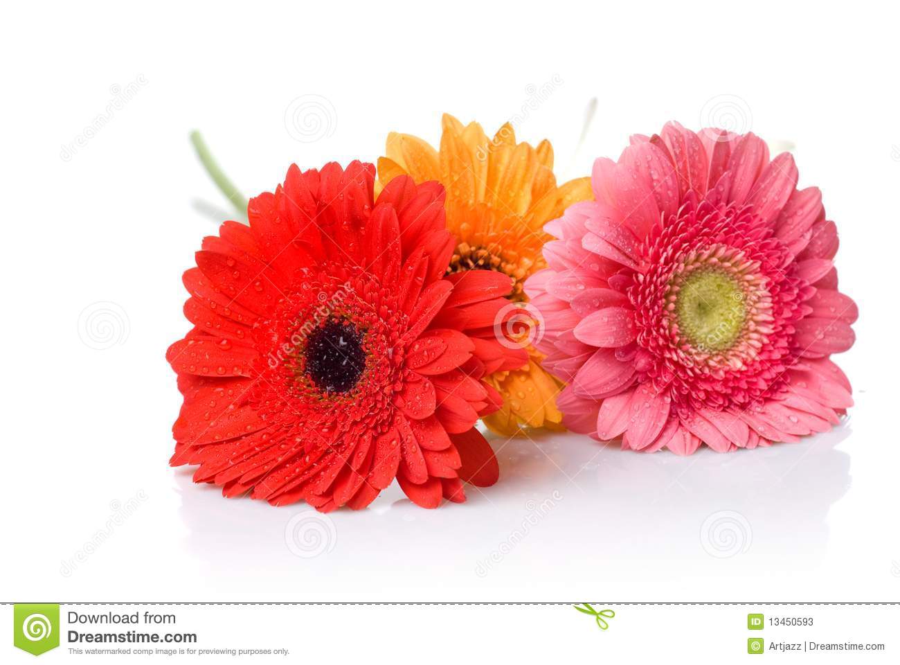 Bouquet From Daisy Gerbera With Water Drops Isolated On White 