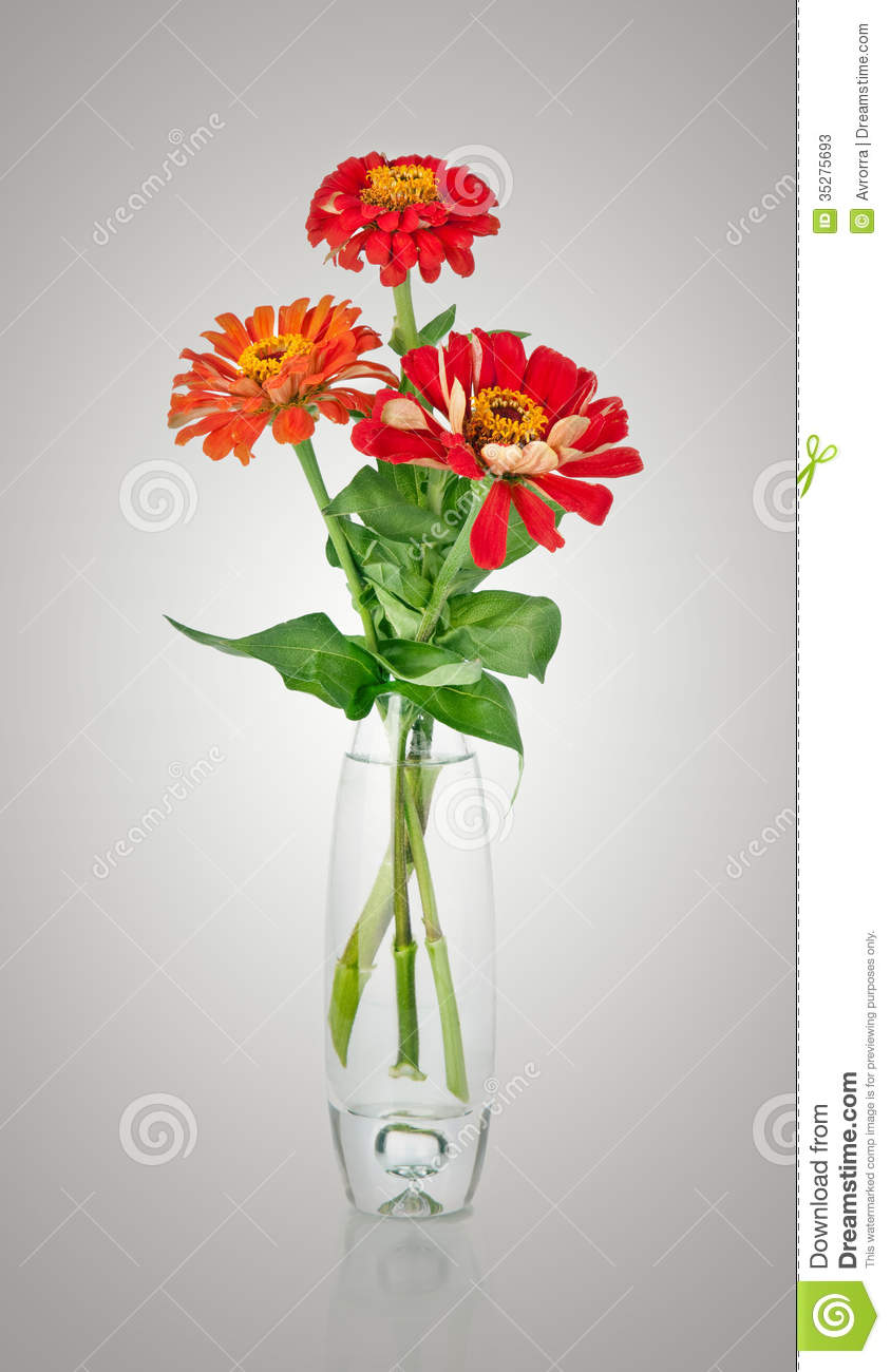 Bouquet From Red Daisy Gerbera In Glass Vase Stock Photos   Image