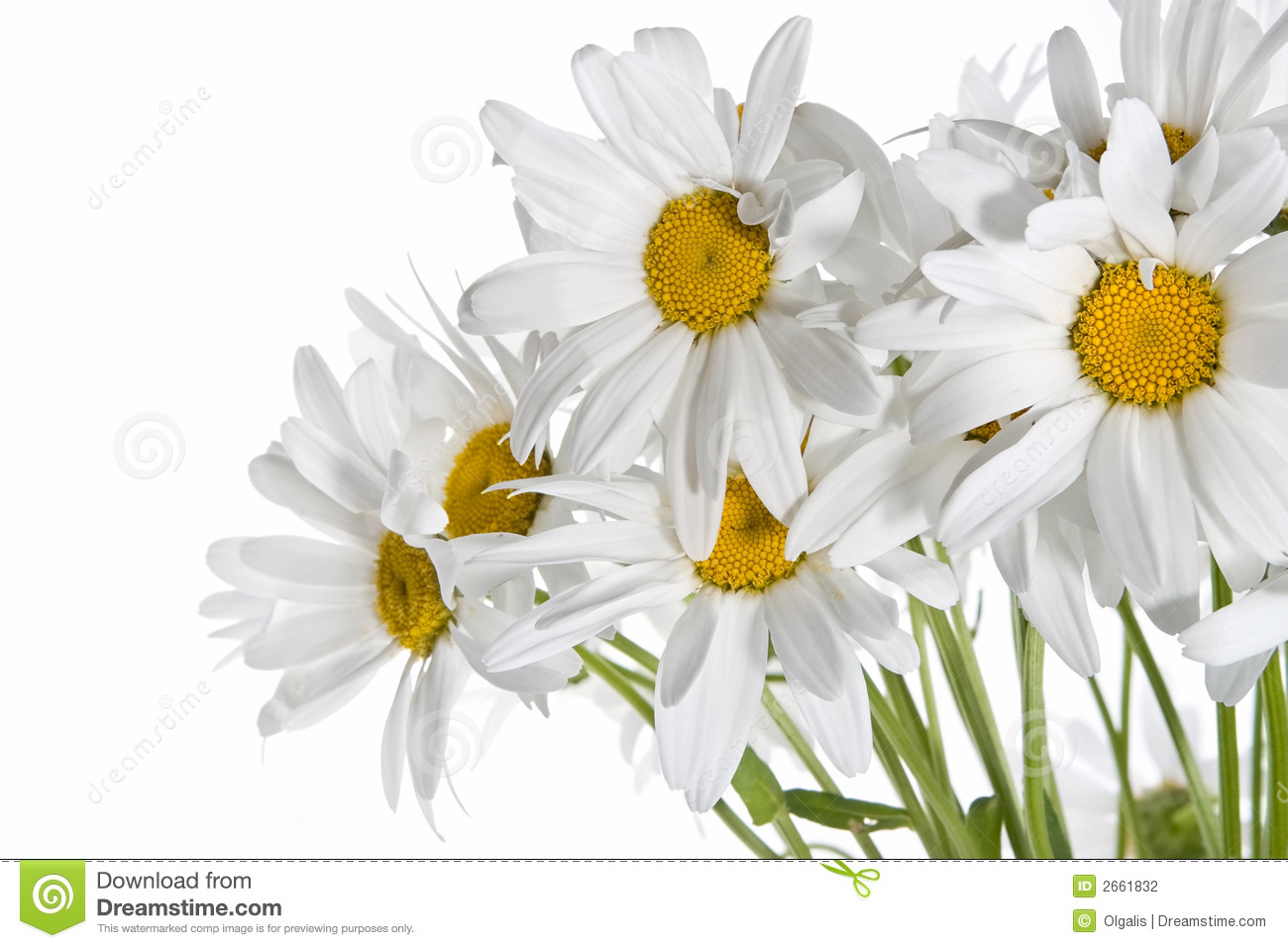 Daisy Bouquet Stock Photography   Image  2661832