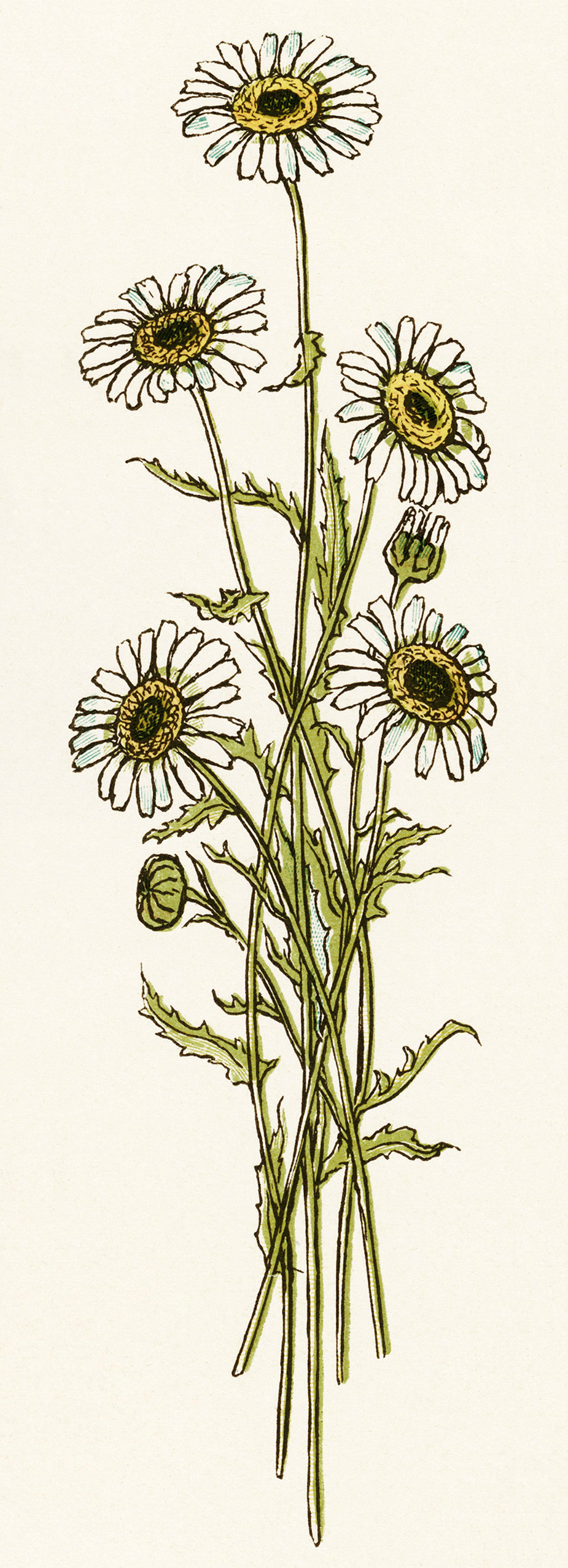 Kate Greenaway Bouquet Of Daisies   Free Vintage Image   Old Design    