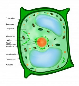 Plant Cell   Structure Parts Of Plant Cell   Biology Tutorvista Com