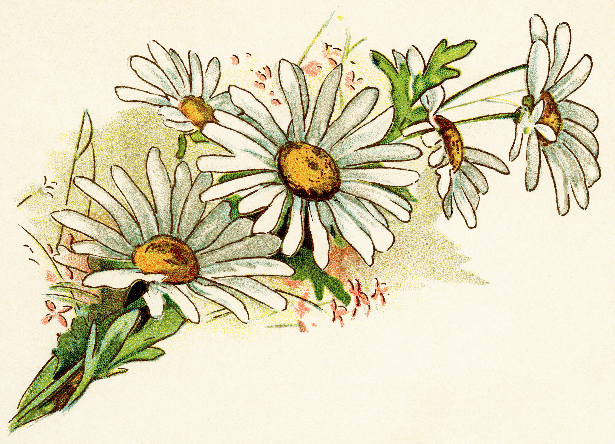 This Lovely Vintage Image Of A Cluster Of Daisies Is From A Book Of