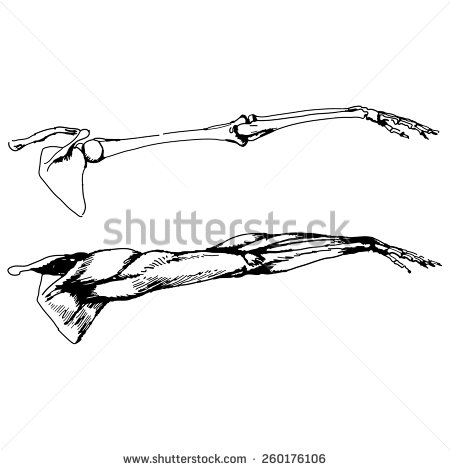 Arm Bone Stock Vectors   Vector Clip Art   Shutterstock
