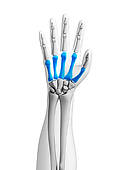 Highlighted   Bones Of The Hand   Royalty Free Clip Art