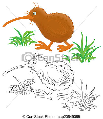 Kiwi Walking Color And Black And White Outline Illustrations On A