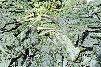 Bunches Of Fresh Kale For Sale In The Outdoor Market 