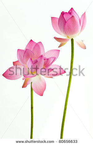Flower For India Lotus Is A Important Symbol In Asian Culture Clipart