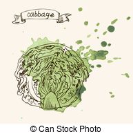 Hand Drawn Vintage Illustration Of Cabbage Vector Clip Art