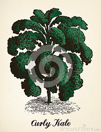 Kale Vintage Illustration Vector Stock Vector   Image  40001921